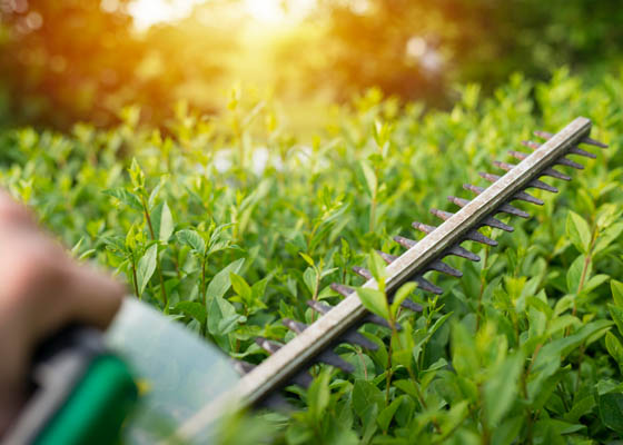 Garden Services Salisbury Wiltshire hedge cutting